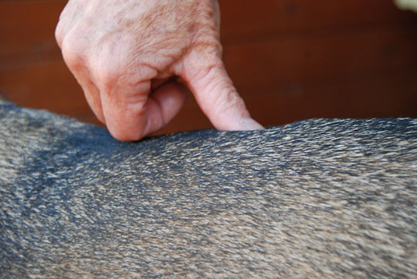 Image of acupressure point GV 4 on a dog