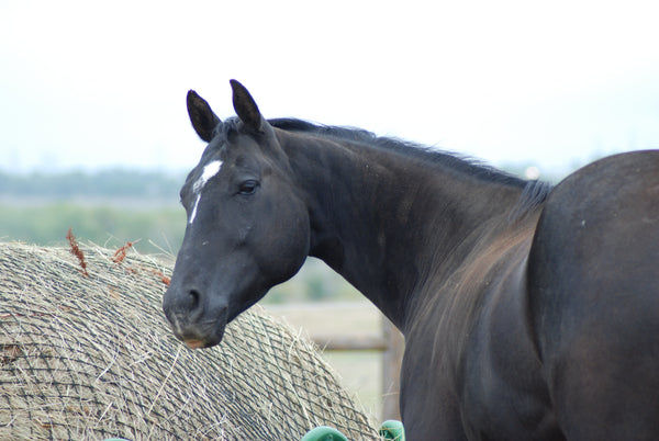 Acupressure to improve your horse and dogs seasonal health