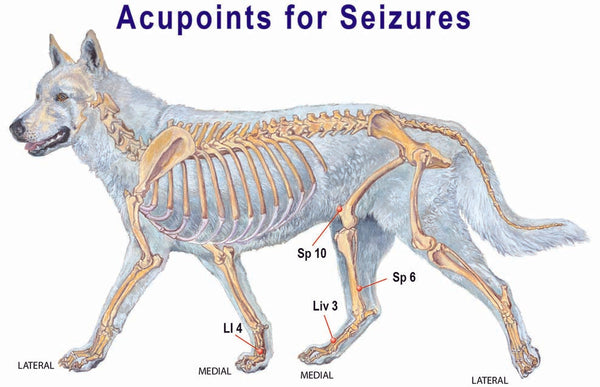 acupressure helps seizures in dogs, epileptic dogs, helps for dogs with seizures