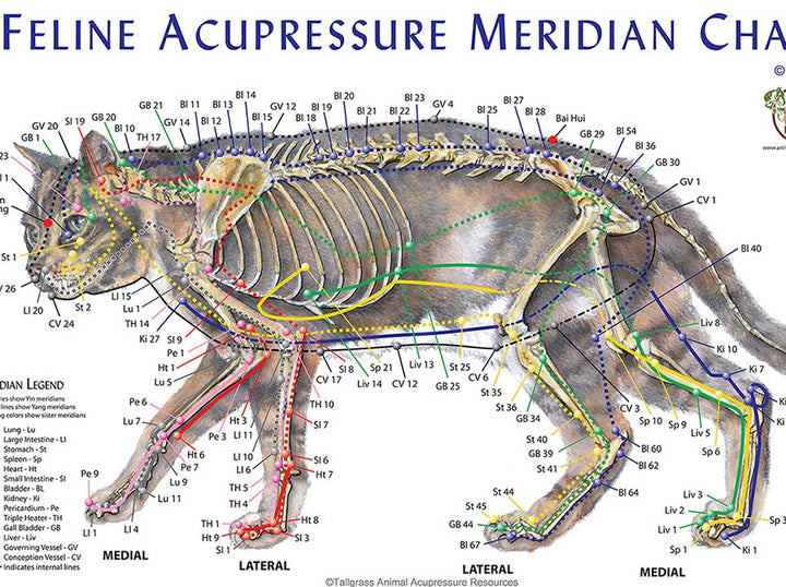 Feline acupressure meridian chart | Cat acupressure points chart